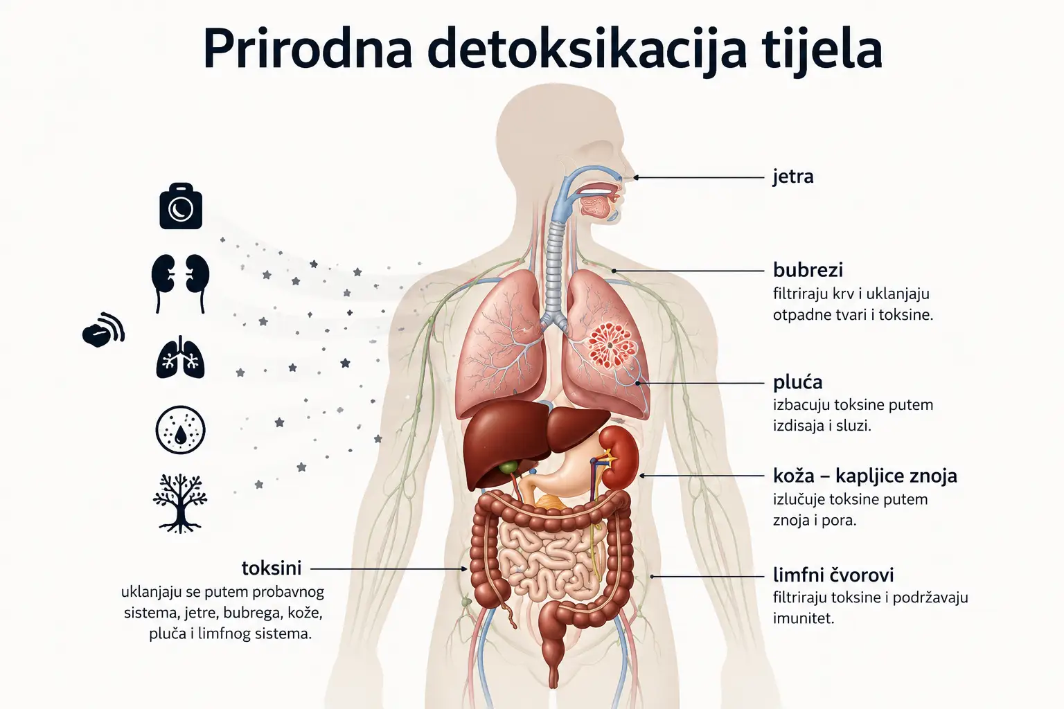 Šta su zapravo toksini i kako ih tijelo izbacuje